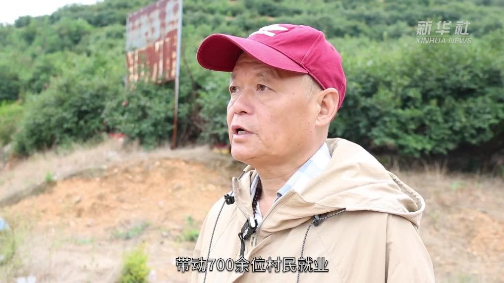 江西余干：油茶满山香 丰收采摘忙